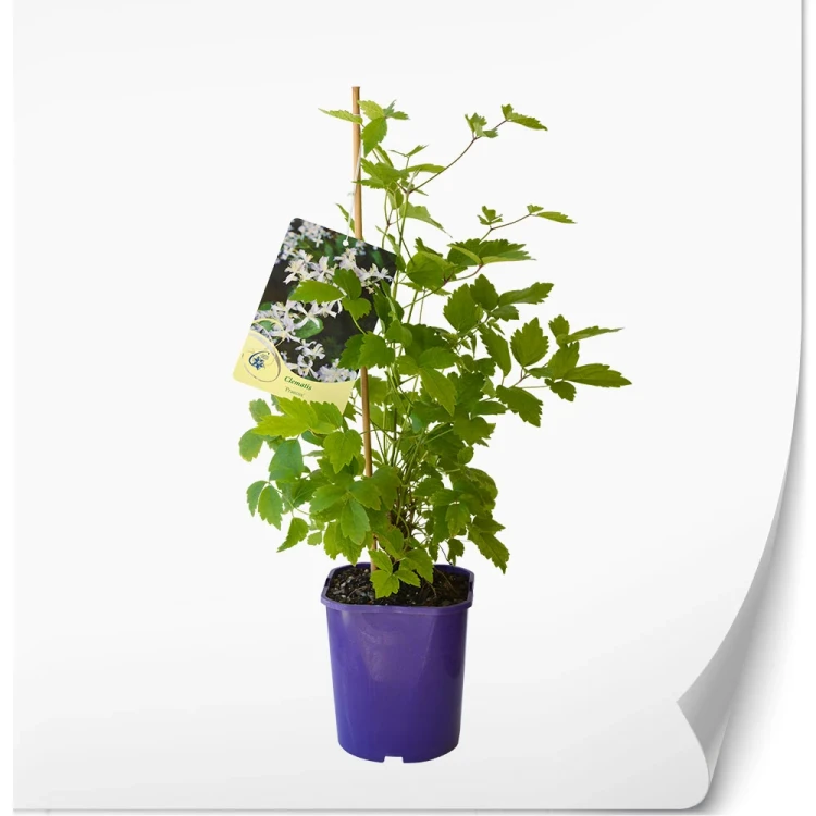 produktowe-C2-clematis-fioletowa-praecox.webp