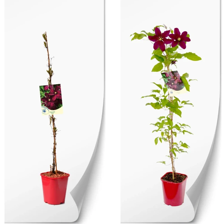 produktowe-C2-clematis-czerwona-niobe.webp