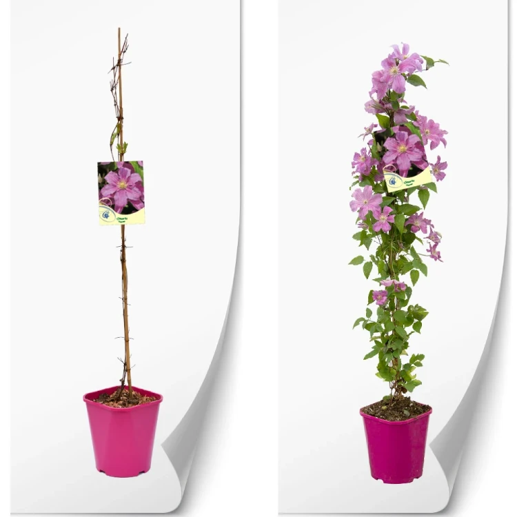 produktowe-C2-clematis-rozowa-danuta.webp