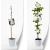 clematis-biala-isago.webp