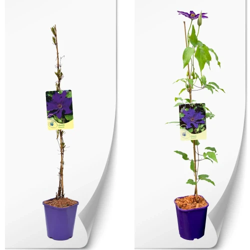 produktowe-C2-clematis-fioletowa-moniuszko.webp