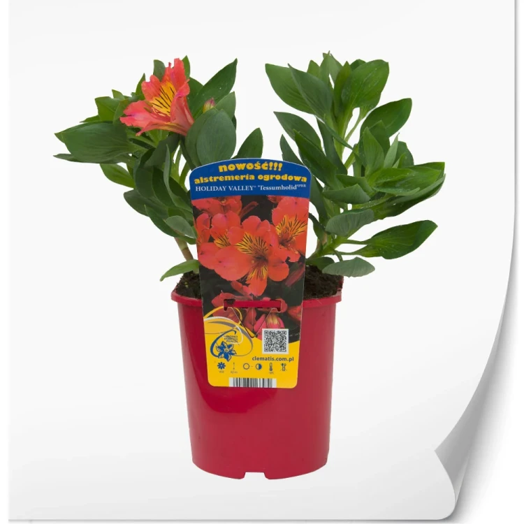 produkty-C2-alstroemeria-czerwona-holiday-valley.webp