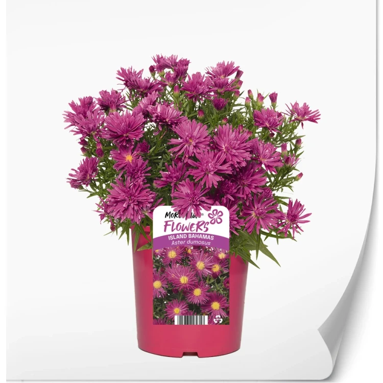 produkty-C2-aster-czerwona-bahamas.webp
