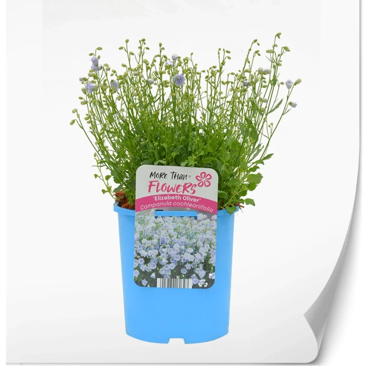 produkty-C2-campanula-niebieska-elizabeth-oliver.webp
