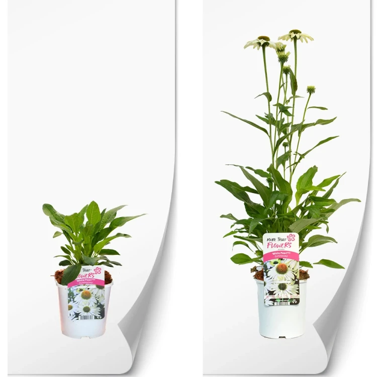 produkty-C2-echinacea-biala-white-pearl.webp