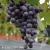 Vitis New York Muscat.webp