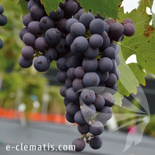 Vitis New York Muscat.webp