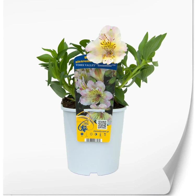 produkty-C2-alstroemeria-biala-time-valley.webp