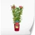 produkty-C2-alstroemeria-czerwona-summer-red.webp