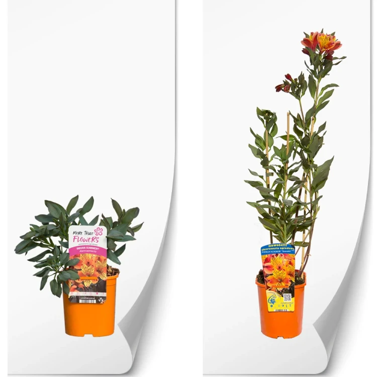 produkty-C2-alstroemeria-pomaranczowa-indian-summerv2.webp