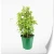 produkty-C2-humulus-zielona-lupulus-bez-etykiety.webp