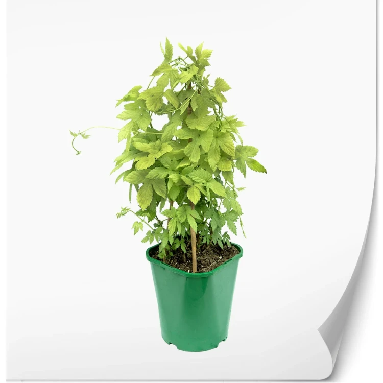 produkty-C2-humulus-zielona-lupulus-bez-etykiety.webp