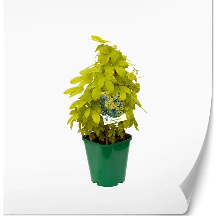 produkty-C2-humulus-zielona-aureus.webp