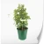 produkty-C2-humulus-zielona-lupulus.webp
