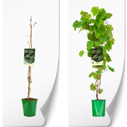 produkty-C2-vitis-riparia-zielona.webp