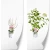 produkty-C2-hydrangea-biala-annabelle.webp