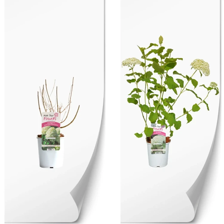 produkty-C2-hydrangea-biala-annabelle.webp