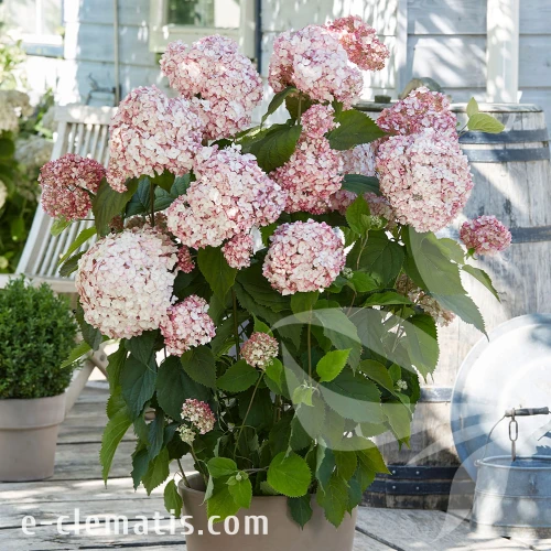 hydrangea-bubblegum-hortensja-12.webp