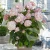 hydrangea-bubblegum-hortensja-12.webp