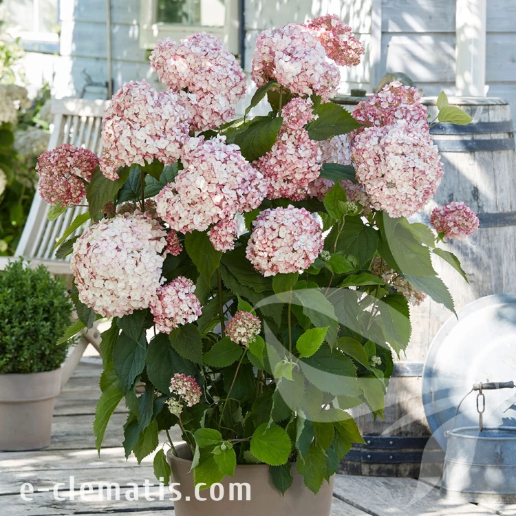 hydrangea-bubblegum-hortensja-12.webp