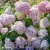 hydrangea-bubblegum-hortensja-222.webp