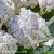 hydrangea-marshmallow-12.webp