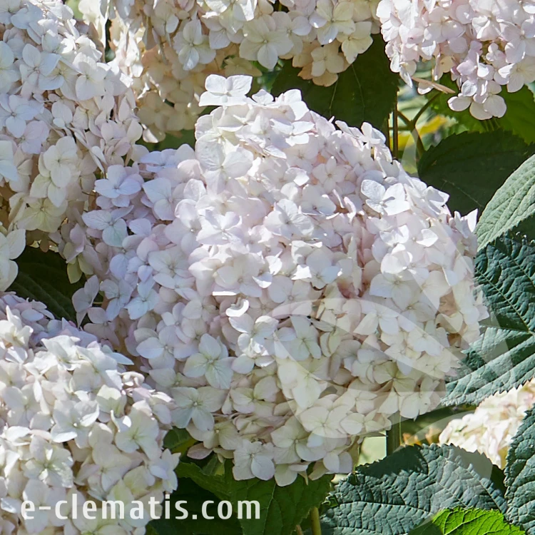 hydrangea-marshmallow-12.webp