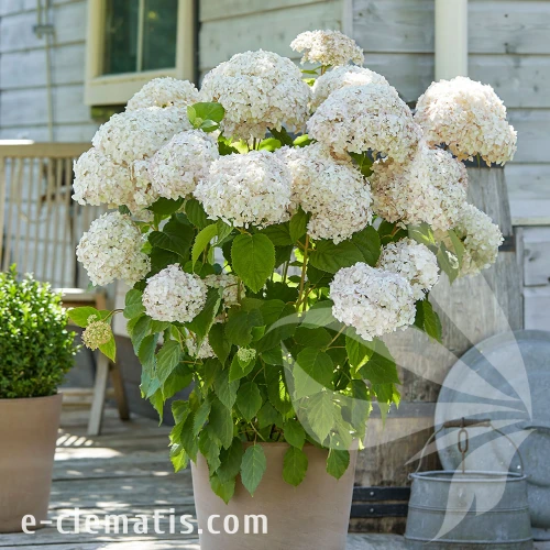 hydrangea-marshmallow-22.webp