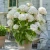 hydrangea-marshmallow-22.webp