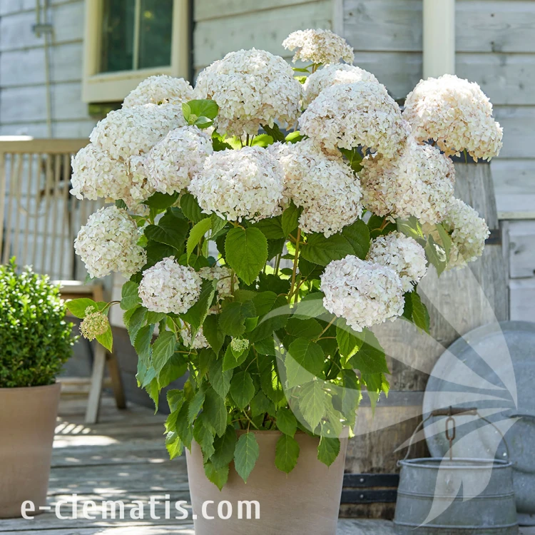 hydrangea-marshmallow-22.webp