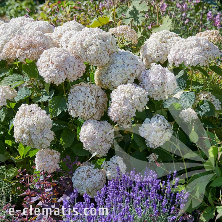 hydrangea-marshmallow-322.webp