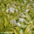 Hosta-Great-Expectations-1.webp