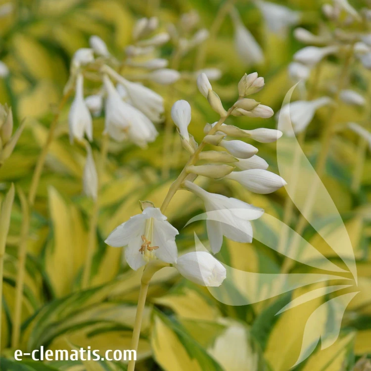 Hosta-Great-Expectations-1.webp