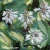 Hosta-Great-Expectations-2.webp