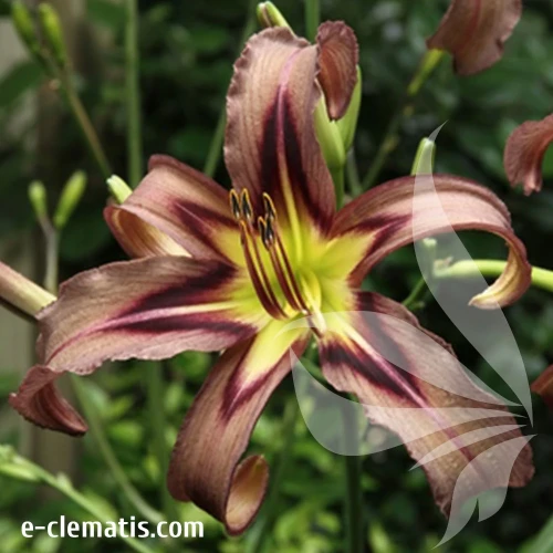 Hemerocallis-Black-Arrowhead.webp