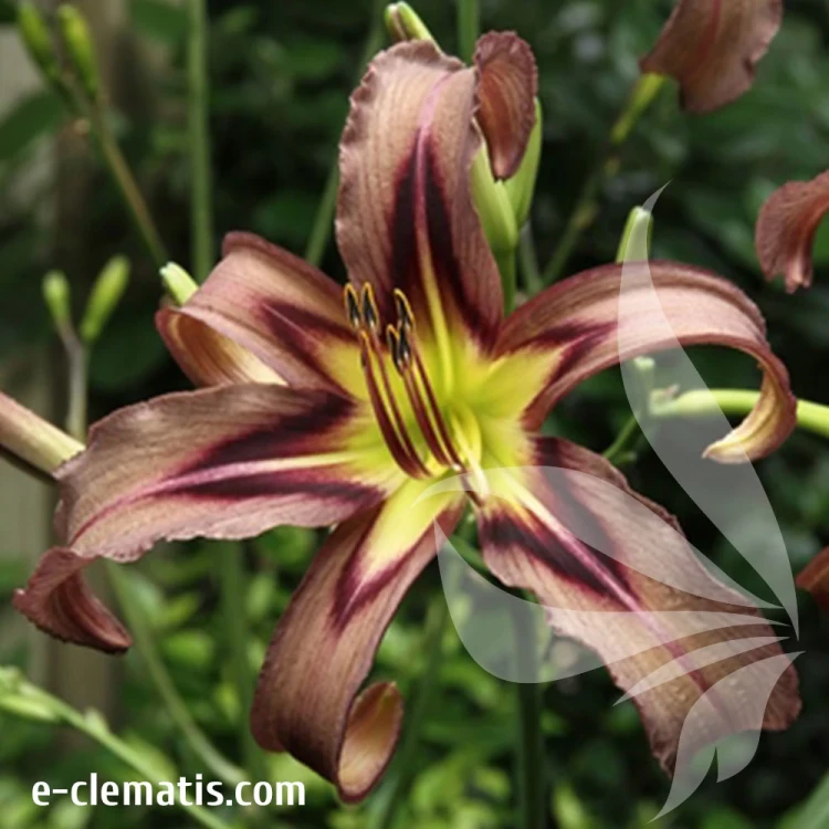 Hemerocallis-Black-Arrowhead.webp