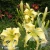 Hemerocallis-Heavenly-Flight-of-Angels.webp