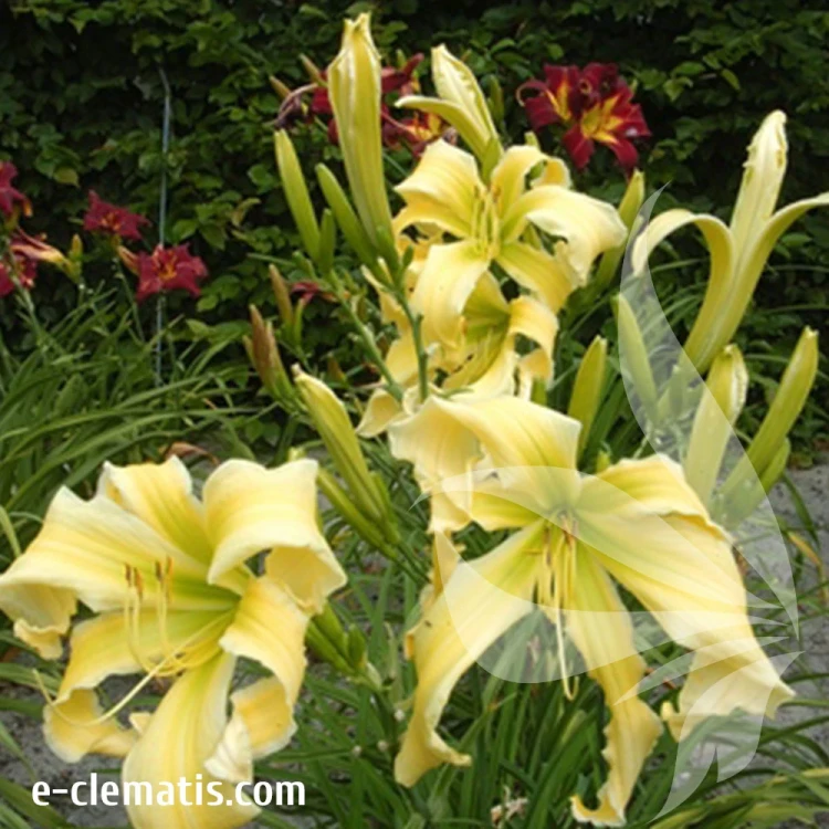 Hemerocallis-Heavenly-Flight-of-Angels.webp