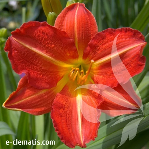 Hemerocallis-Red-Rum.webp