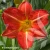 Hemerocallis-Red-Rum.webp