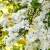 produkty-sklep-Exochorda-The-Bride-2.webp