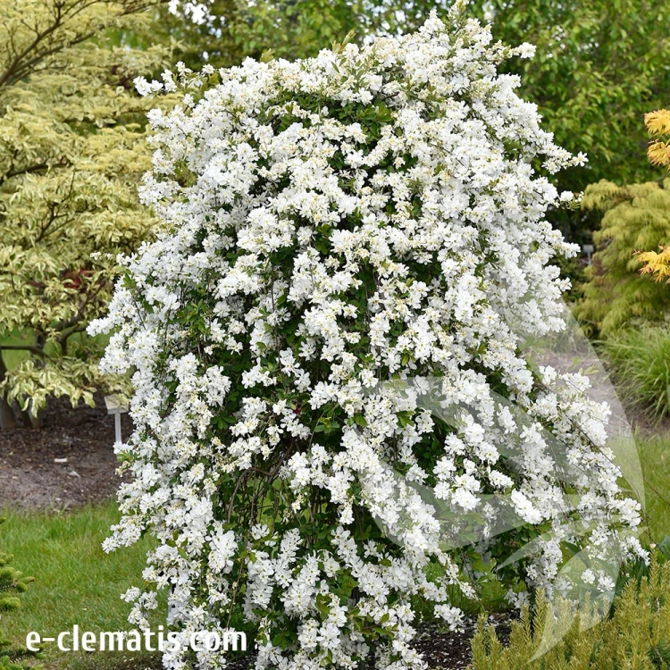 produkty-sklep-Exochorda-The-Bride-1.webp