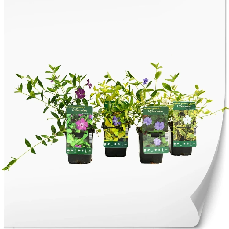 produktowe-vinca.webp