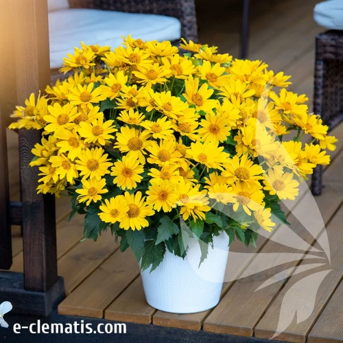Heliopsis-helianthoides-Oriole-Single-Yellow.webp