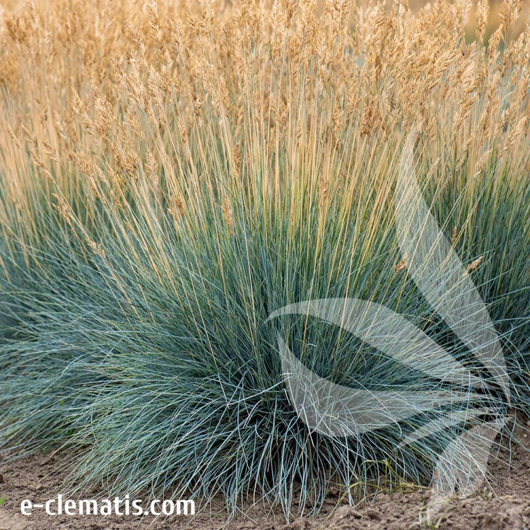 festuca-glauca-eisvogel.webp