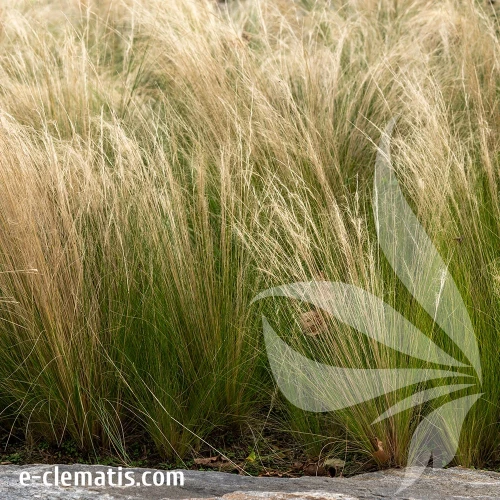 Stipa-tenuissima-Ponytails1.webp