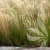 Stipa-tenuissima-Ponytails1.webp