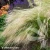 Stipa-tenuissima-Ponytails2.webp