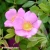 Rosa-rugosa-Spekjam-Jam-a--liciousv2.webp