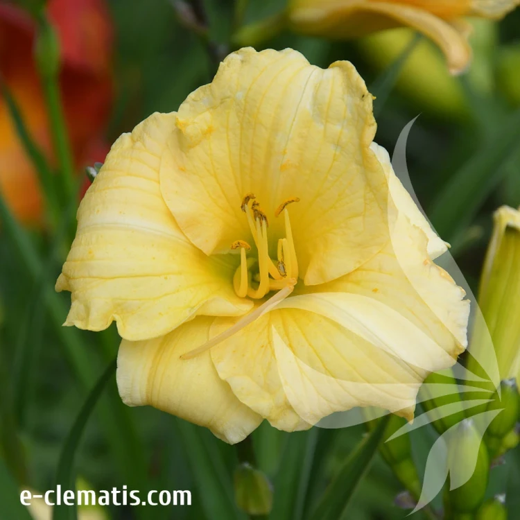 Hemerocallis-Precious-One.webp